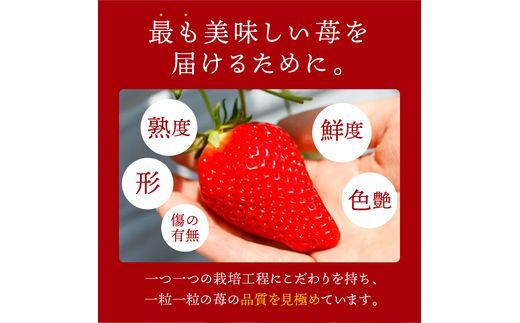 ★先行予約★はたやのいちご 2Pセット[1月中旬より順次発送]《 いちご 苺 イチゴ フルーツ 果物 国産 フルーツ工房はたや あまえくぼ 章姫 あまクイーン ロイヤルクイーン ぽりっちご あまおとめ 堅しろう 》【2601C09702】