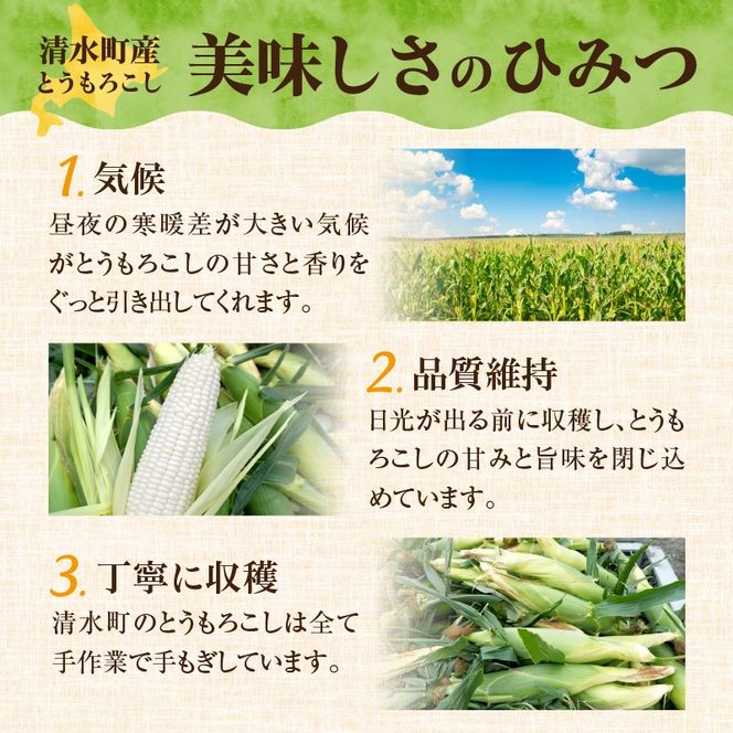 【2026年8月～発送開始！】北海道十勝清水町産 白いとうもろこし ホワイトショコラ サイズ混合 10～12本_S021-0018