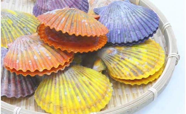 【CF-R7hbk】KYF013　長太郎貝（ヒオウギガイ）１０個入