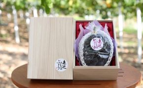 桐箱入 ニュー ピオーネ 1房 750g以上 葡萄 ぶどう フルーツ 岡山 高梁市産 赤迫農園 2026年 先行予約 果物 デザート 愛情 最高 新鮮 桐箱入り 美味しい 