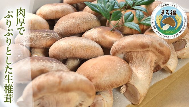 【 ファーム大畑 】お楽しみセット 米 お米 しいたけパウダー しいたけ 椎茸 まろ福しいたけ きくらげ [AK001ci]