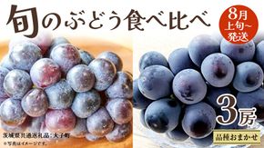 旬な ぶどう 食べ比べ 700g × 3房 【2026年8月上旬発送開始】(茨城県共通返礼品：大子町) ぶどう 葡萄 フルーツ 果物 おまかせ お楽しみ