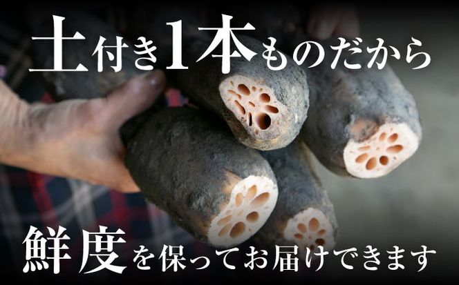 ＼毎年8月中旬より順次発送／ レンコン SEIMEI 2kg  れんこん 蓮根 根菜 野菜愛西市 / 株式会社水谷グルッポ [AEBX001]