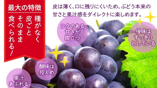 ＼選べる内容量・定期便／ ナガノパープル 約1.3kg ～ 5kg （約2房～12房）　単品（1回）・定期便（3か月連続）【2026年8月より発送開始】（茨城県共通返礼品 [ぶどう]：結城市産） ぶどう ブドウ 葡萄 ナガノパープル 種なし 皮ごと 高級 国産 黒ぶどう 旬 お取り寄せ フルーツ 希少品種 デザート