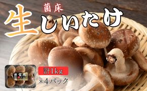菌床生椎茸「宝珠」 生しいたけ きのこ 1kg 京都府 南丹市