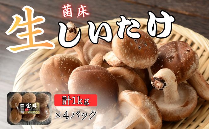 菌床生椎茸「宝珠」 生しいたけ きのこ 1kg 京都府 南丹市