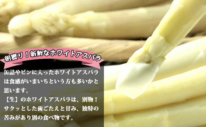 【2027年春発送】ホワイトアスパラ サイズ混合 1kg 50本前後 富良野産 野菜 アスパラガス 大容量