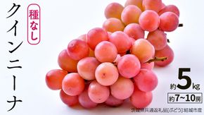 クインニーナ 約5kg（約7〜10房）【2026年8月より発送開始】（茨城県共通返礼品 [ぶどう]：結城市産） ぶどう ブドウ 葡萄 果物 フルーツ 茨城県産 [BI424-NT]