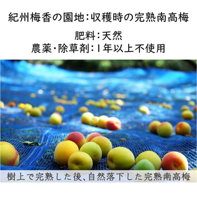 【梅干し 紀州南高梅】 梅干し 無添加 訳あり 減塩 梅干 1kg（500×2）塩分3％ / 和歌山 梅干し 紀州南高梅 南高梅 梅干 梅 うめ 肉厚 お米 おにぎり 焼酎【baiko005】
