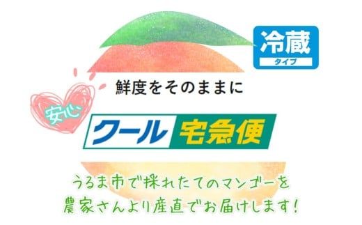 沖縄県産 贈答用マンゴー 1.5kg【 先行予約 2026年発送 】