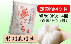 定期便4カ月【令和7年産】特別栽培米10kg（白米/7分/5分ツキ可）【白米】(夢ごこち) 米 お米 白米 コメ ご飯 定期 岐阜県 池田町