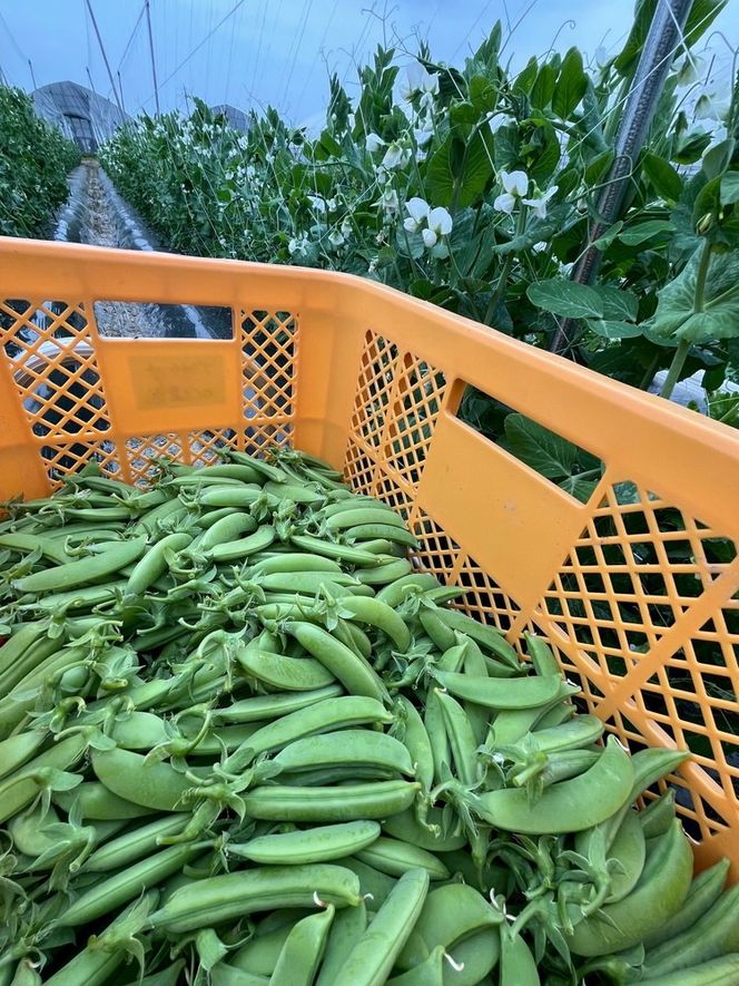 ＜先行予約＞パリ甘！旬のスナップエンドウ1kg 京都 亀岡産 旬 おつまみ 取り寄せ 人気 ※北海道・沖縄・離島への配送不可 ※2026年5月中旬～6月中旬頃に順次発送