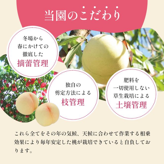 桃 2026年 先行予約 清水 白桃 をお届け！約1.5kg 5～7玉 糖度センサー選果 糖度12度以上 もも モモ 岡山県 赤磐市産 国産 フルーツ 果物 ギフト あみかフルーツ 果汁 産地直送 