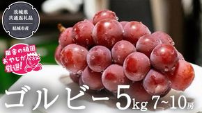 ゴルビー 5kg (7~10房) 【2026年9月より発送開始】（茨城県共通返礼品 [ぶどう]：結城市産）  ぶどう ブドウ 葡萄 果物 フルーツ 茨城県産 [BI422-NT]