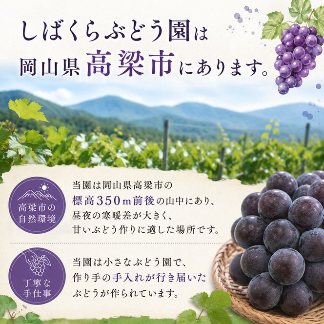 ニュー ピオーネ 3～4房 約2kg 高梁市産 2026年 先行予約 しばくらぶどう園 葡萄 フルーツ 岡山 果物 