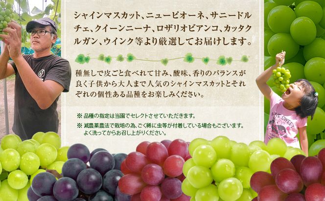 ぶどう 2026年 先行予約 旬のぶどう 食べ比べセット 約1.8kg 3～5房 減農薬／ハウス栽培 ブドウ 葡萄 岡山県産 国産 フルーツ 果物 ギフト ばんの農園 果物類 マスカット ぶどう食べ比べ 