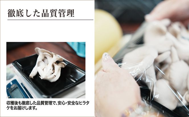 京都府産オーガニック　ヒラタケ（6パック入り約840g）