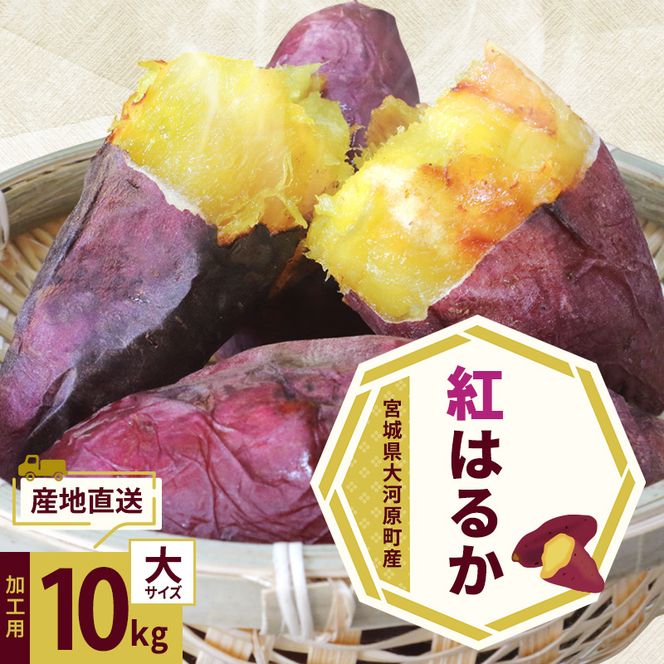 さつまいも 約10kg 紅はるか 加工用 大きいサイズ サツマイモ 宮城県産 甘い 秋 冬 スイーツ いも 産地直送 宮城県 大河原町