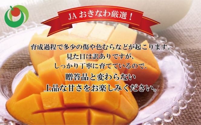 【訳あり・ご家庭用】アップルマンゴー（約1.5kg）【先行予約・2026年発送】 〇 マンゴー アップルマンゴー アーウィン ワケアリ 家庭用 訳アリ 沖縄 読谷村 うちなーすぐりむん 地場産品 自宅使い 人気商品 デザート