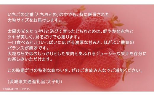 とちおとめ 大粒 250g（8～12粒）×4パック【2026年12月上旬発送開始】(茨城県共通返礼品：大子町) いちご 苺 果物 フルーツ 果実