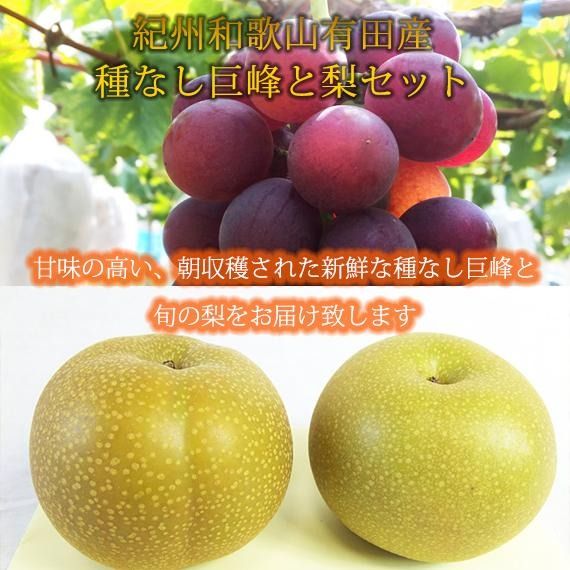 紀州有田産の種なし巨峰と梨セット　計約２kg【先行予約】【2025年8月下旬以降発送予定】 	AN027