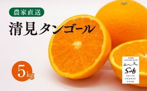 【先行予約】Saito Orange Farmの清見タンゴール5kg ｜ 柑橘 みかん ミカン フルーツ 果物 愛媛　※離島への配送不可　※2025年3月下旬頃より順次発送予定