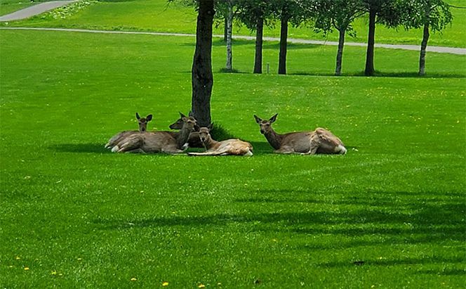 【2026～2027年度シーズン期間利用可能】ゴルフコース 一般全日4名様プレー券 1R北コース18ホール 空知川ラベンダーの森 北海道 富良野市 芦別市