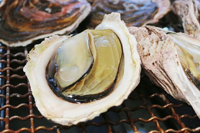 【期間限定発送】牡蠣 岩牡蠣 殻付き 細島 岩ガキ 約 2kg [日向サンパーク 宮崎県 日向市 452061757] かき カキ 岩牡蠣 岩がき 貝 海鮮 魚介 魚介類 冷蔵 新鮮 ふるさと納税 濃厚 クリーミー BBQ 焼き牡蠣 蒸し牡蠣 ほそしま 日豊海岸