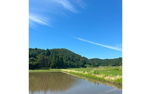 自然栽培米（真空）白米300g×4種　旭・初霜・農林22号・コシヒカリ 真空米 小分け 一人暮らし F6P-1937
