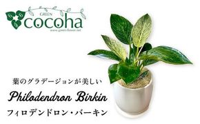 グリーンとホワイトのコントラストが美しい『 フィロデンドロン ・ バーキン 』 糸島市 / cocoha 観葉植物 [AWB032] 観葉植物 グリーン 緑 インテリア 雑貨 暮らし 植物 室内 おしゃれ ギフト