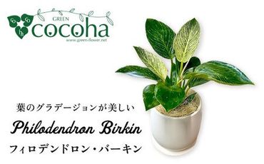 グリーンとホワイトのコントラストが美しい『 フィロデンドロン ・ バーキン 』 糸島市 / cocoha 観葉植物 [AWB032]