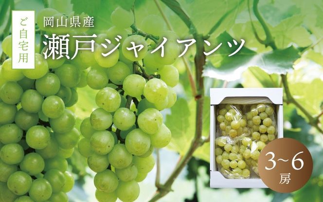 真庭市産 瀬戸ジャイアンツ 自宅用3～6房 / (2026年9月中旬以降発送予定) ぶどう 岡山 真庭 葡萄 果物 フルーツ ブドウ 人気 数量限定 ご家庭用 皮ごと 種なし 産地直送 お買い得 新鮮 桃太郎ぶどう 大粒 新食感 人気上昇中 【配送不可地域：北海道／沖縄県／離島】 【jujy010-02】