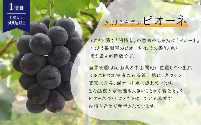 【2026年先行予約】ちょっとずつ食べたい！ピオーネとシャインマスカットの１房お試し２回便！ (定期便)(岡山県産)【KF-T042-02】