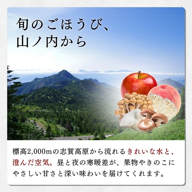 【2026年発送】志賀高原の麓で育った きのこセット きのこ 詰め合わせ セット えのき ぶなしめじ しいたけ 長野