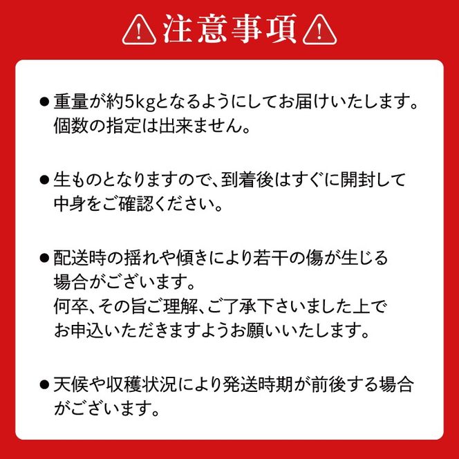 【先行予約】【数量限定】あい farm の梨 あきづき 5kg (7～14玉) | 9月上旬より順次発送 梨 なし フルーツ 果物 新鮮 旬 梨園 益子町産 (DQ003)
