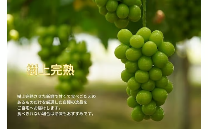 【2026年先行予約】岡山県産 【訳あり】 シャインマスカット 1.6㎏以上（2～3房）産地直送　朝採れ / ぶどう 葡萄 フルーツ 先行予約 真庭市【kgftmt015-02】