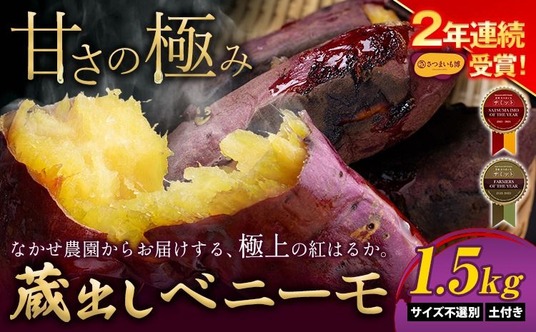 芋 熊本 県 大津 町産 なかせ 農園の蔵出しベニーモ 選べる 約 1.5kg (大中小サイズ不揃い)[10月末-12月末頃出荷予定] さつま いも さつま芋 芋 紅 はるか スイート ポテト 干し芋にも 特産品 SDGs 中瀬農園---fn_nksimo_ec1012_25_4000_1500g---