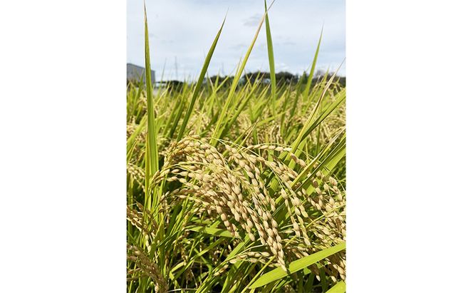 純米濁酒 ENCORE TSUBAKI 2本セット 