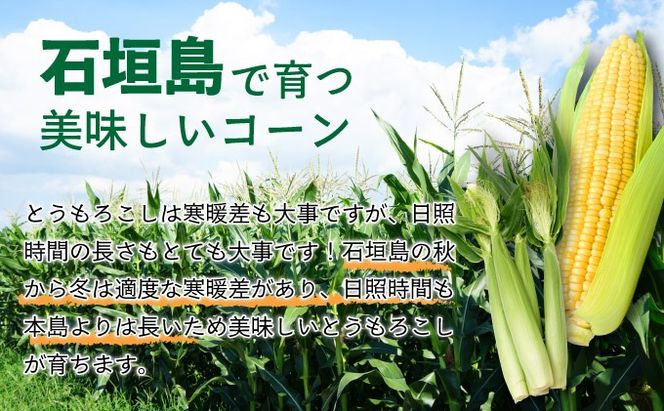 【先行予約2026年1月〜5月配送】1番遅くて1番早い！？ プレミアムヤングコーンとスイートコーンのよくばり定期便！！朝採れを皮付きのままお届け！！