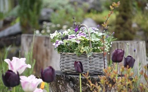 【10月頃から発送・お手軽ガーデニング】季節の寄せ植え（風の丘ガーデン） ギフト寄せ植え 贈答用寄せ植え 母の日 誕生日 記念