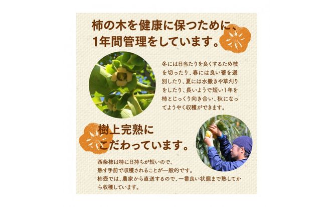 【柿専業の農家が作る】謹撰大玉西条柿の干し柿 440g【11月下旬以降お届け】 322032_BK010