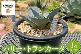 パリー・トランカータ 5号鉢 （KCP-4）