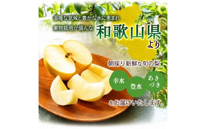 紀州和歌山産の梨 2kg 化粧箱入 ※2026年8月中旬頃〜2026年9月上旬頃に順次発送 ※日付指定不可 梨 なし ナシ 果物 くだもの フルーツ 甘い【uot788】