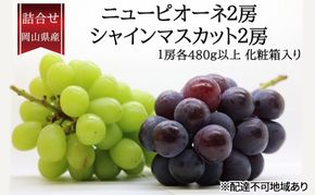 ぶどう 2026年 先行予約 詰合/ニューピオーネ2房(1房480g以上)・シャインマスカット晴王2房(1房480g以上)　化粧箱入り ブドウ 葡萄 岡山県産 国産 フルーツ 果物 ギフト [№5735-2011]