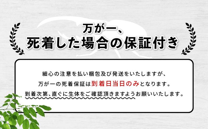 【先行予約】ヘラクレスオオカブト3令幼虫ペア ※育て方の説明書付き※配送不可地域あり【2026年9月から順次発送】 304018_CW003