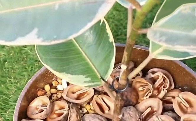 里の風　名張市産鬼クルミ　1.5kg　くるみ 胡桃 三重県 名張市