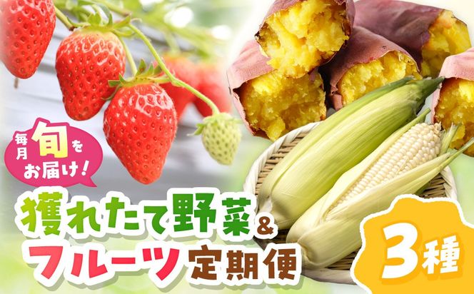 まつみやファーム獲れたて野菜・フルーツ3種定期便 ふるさと納税 果物 くだもの フルーツ ふるーつ 野菜 やさい 芋 穀物 紅はるか さつまいも いちご イチゴ 苺 ホワイトコーン 農家応援 生産者応援 送料無料　MY00023