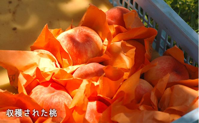 桃 2026年 先行予約 白桃 晩生種 大玉 約2.2kg 6～7玉 もも モモ 岡山県産 国産 フルーツ 果物 ギフト 