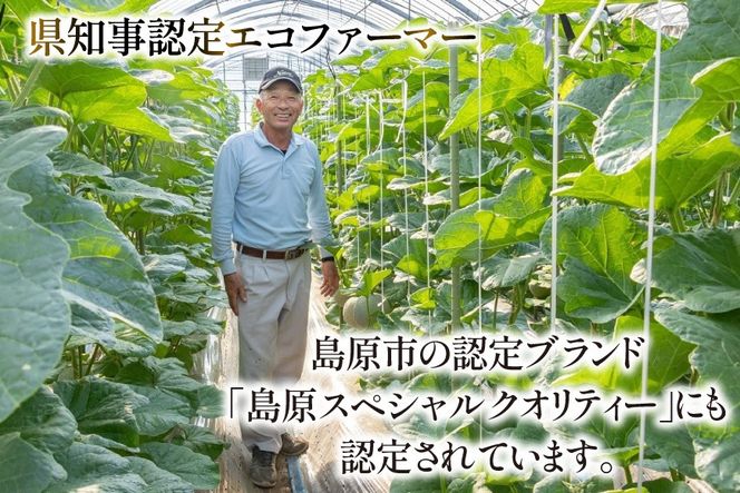 AJ651 【令和8年7-8月出荷分】 堀農園 マスクメロン 2玉 [ メロン めろん 青肉メロン 黄緑 果物 フルーツ おいしい 甘い 堀農園 長崎県 島原市 ]