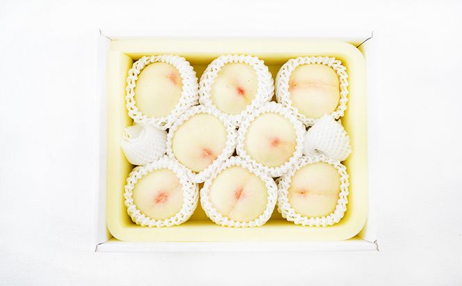 桃 定期便 2026年 先行予約 岡山 の 白桃 8玉 合計1.7kg以上×2回 お届け 化粧箱入り もも モモ 岡山産 国産 フルーツ 果物 ギフト 